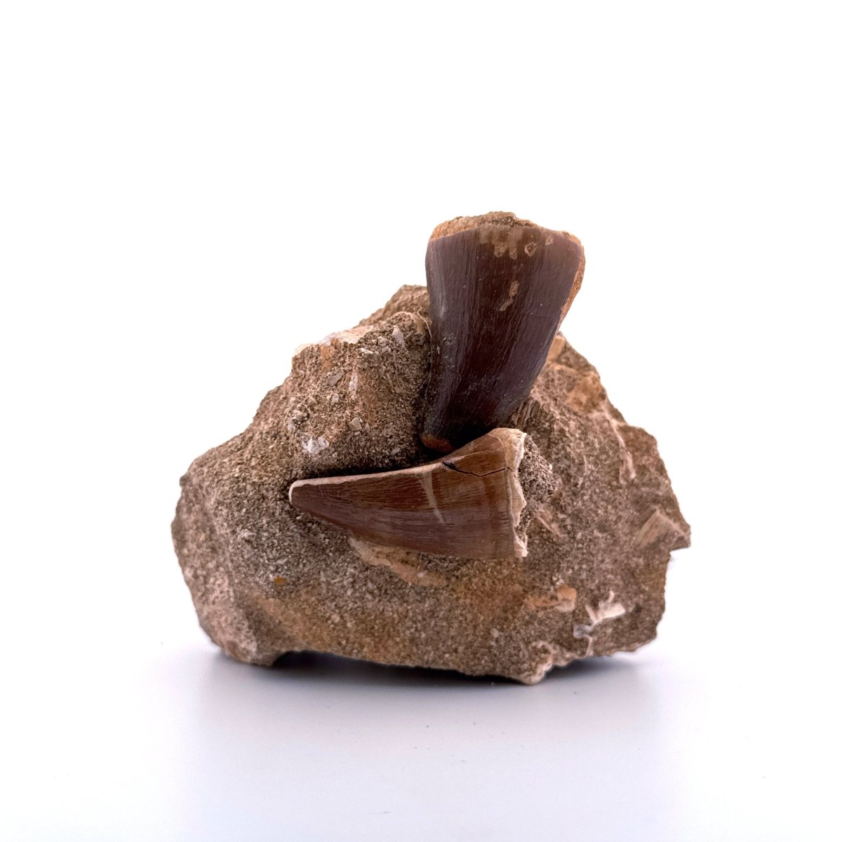 Two Mosasaur Teeth on Matrix – Morocco, Late Cretaceous (01) - FossilsAndMore