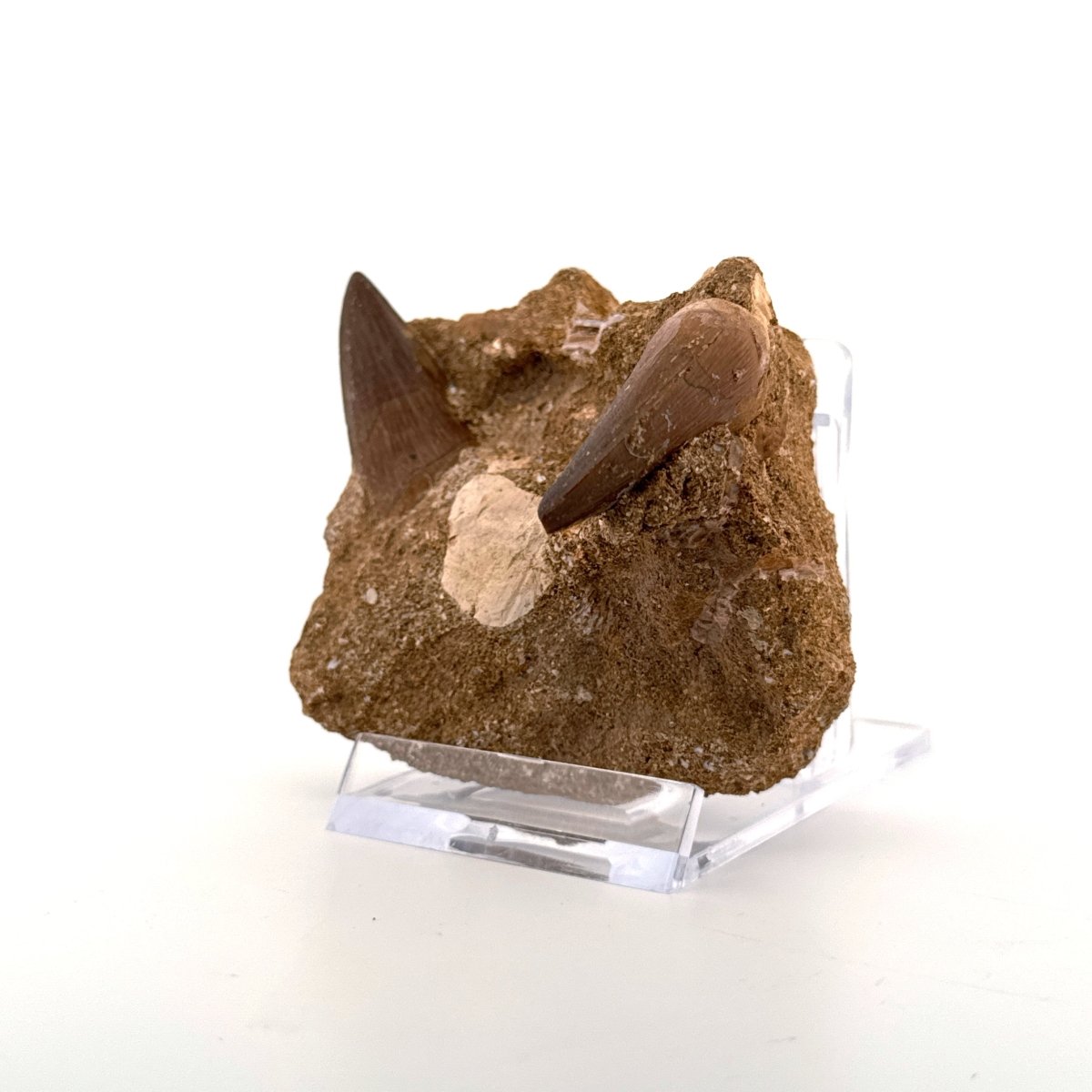 Two Mosasaur Teeth on Matrix – Morocco, Late Cretaceous (02) - FossilsAndMore