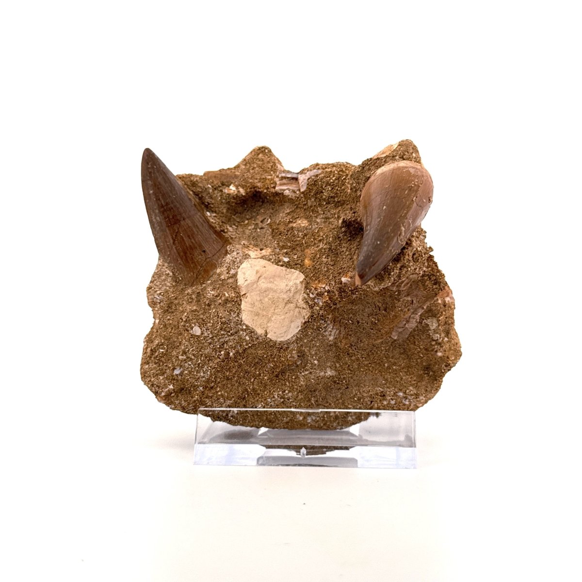 Two Mosasaur Teeth on Matrix – Morocco, Late Cretaceous (02) - FossilsAndMore