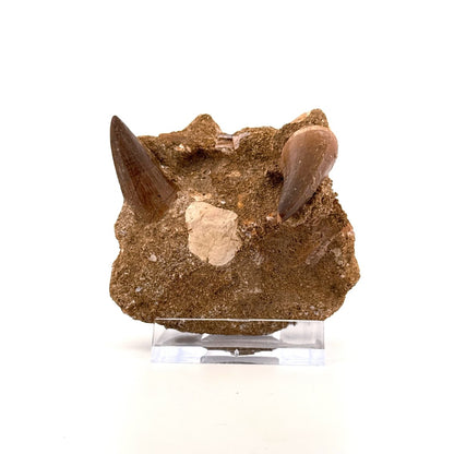 Two Mosasaur Teeth on Matrix – Morocco, Late Cretaceous (02) - FossilsAndMore