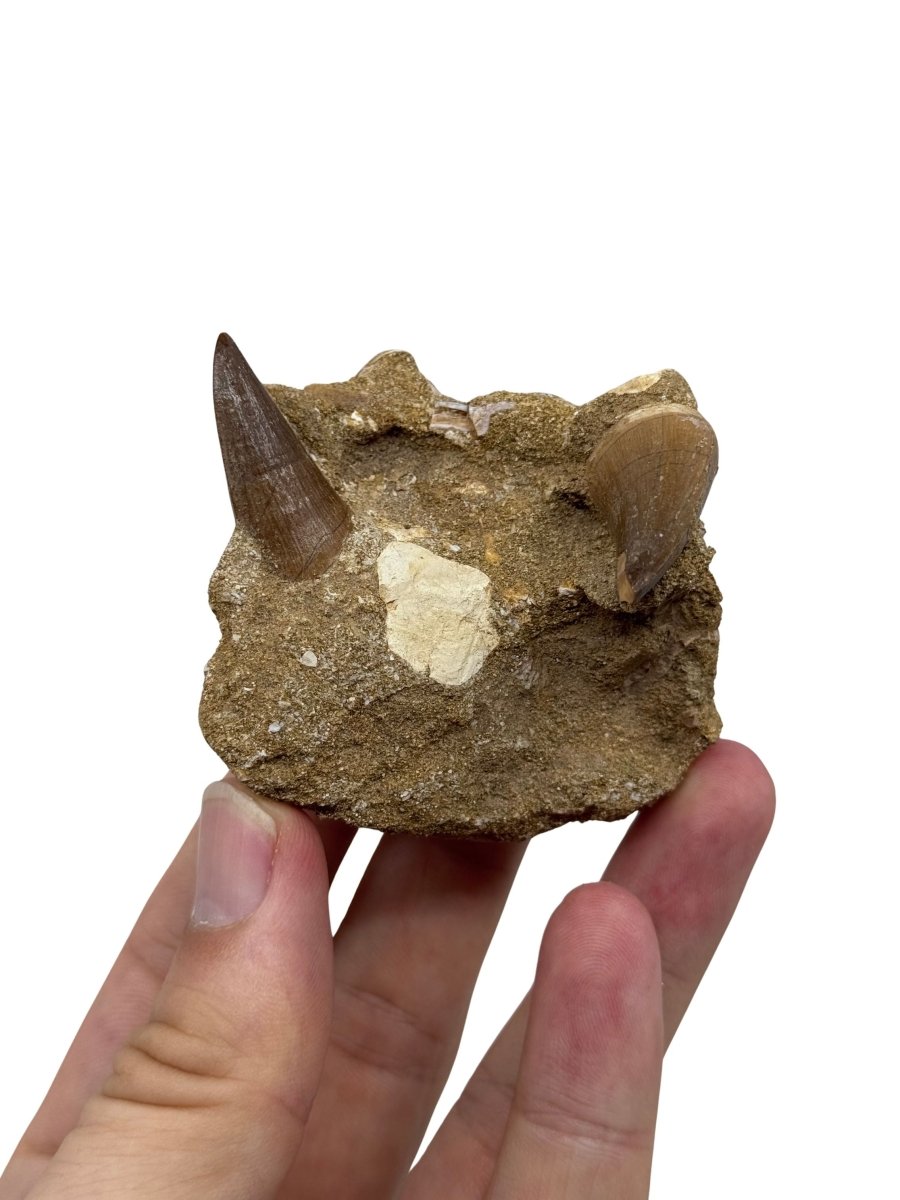 Two Mosasaur Teeth on Matrix – Morocco, Late Cretaceous (02) - FossilsAndMore