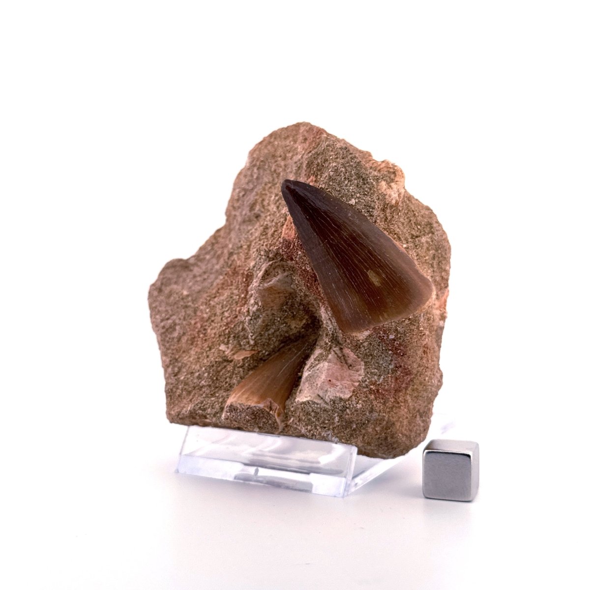 Two Mosasaur Teeth on Matrix – Morocco, Late Cretaceous (03) - FossilsAndMore