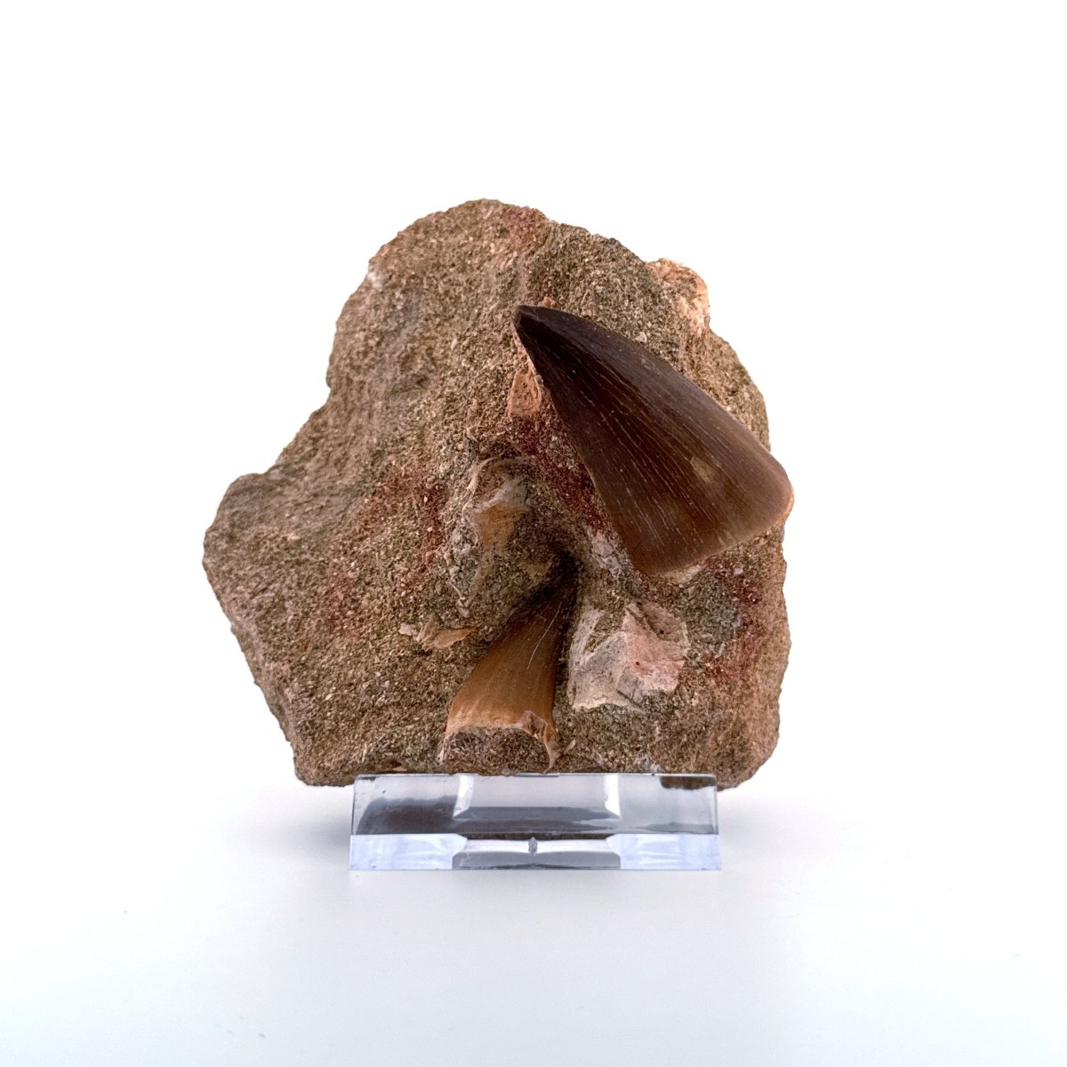 Two Mosasaur Teeth on Matrix – Morocco, Late Cretaceous (03) - FossilsAndMore