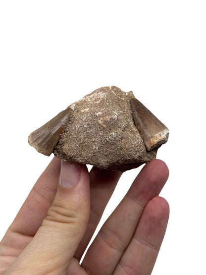 Two Mosasaur Teeth on Matrix – Morocco, Late Cretaceous (04) - FossilsAndMore