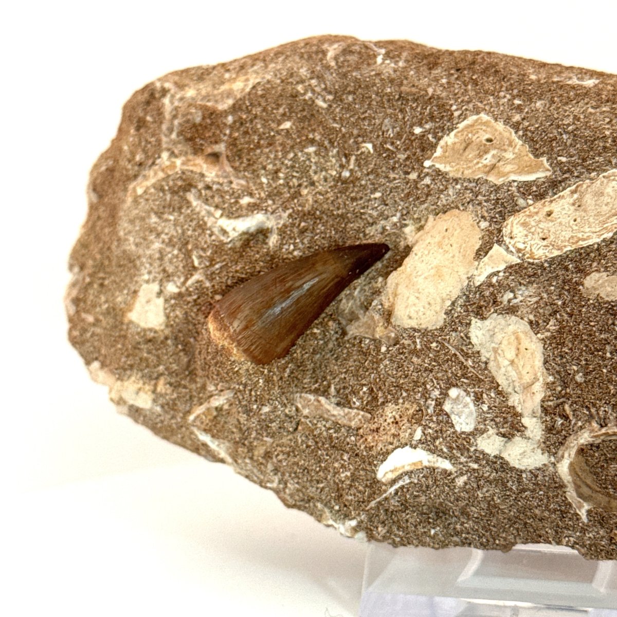 Two Mosasaur Teeth on Matrix – Morocco, Late Cretaceous - FossilsAndMore