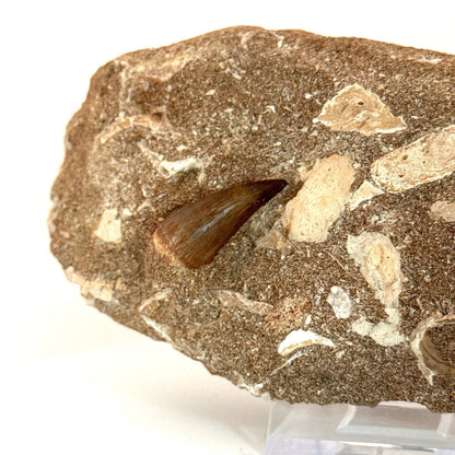Two Mosasaur Teeth on Matrix – Morocco, Late Cretaceous - FossilsAndMore