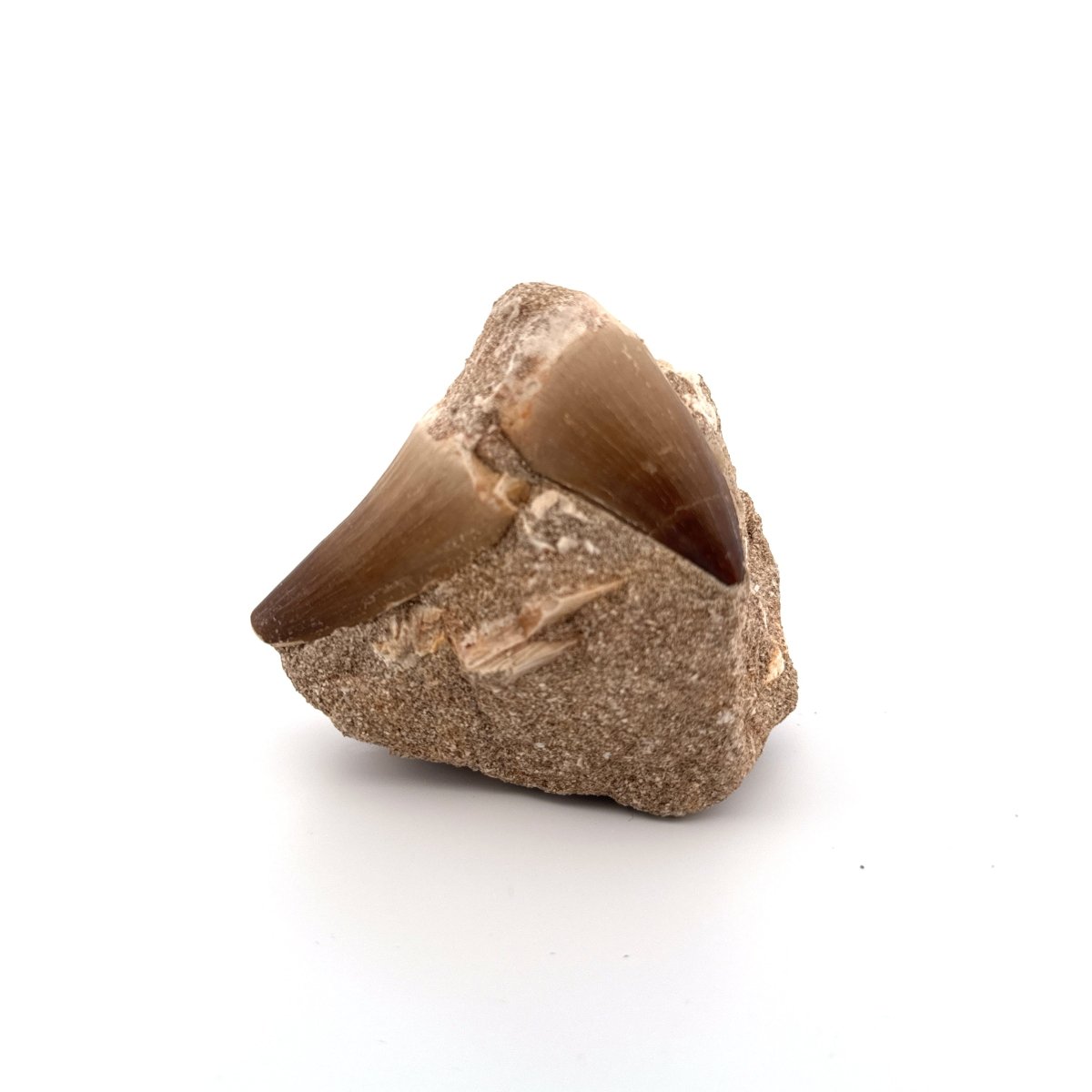 Two Mosasaur Teeth on Matrix – Morocco, Late Cretaceous - FossilsAndMore