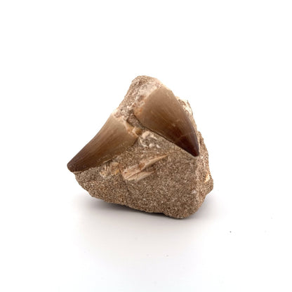 Two Mosasaur Teeth on Matrix – Morocco, Late Cretaceous - FossilsAndMore