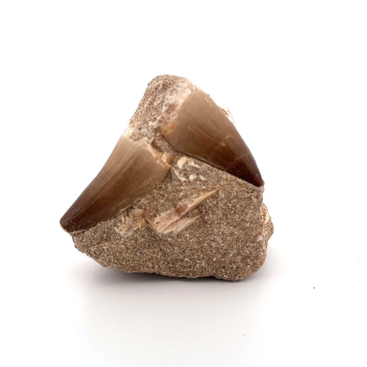 Two Mosasaur Teeth on Matrix – Morocco, Late Cretaceous - FossilsAndMore