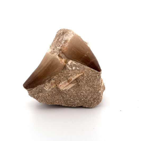 Two Mosasaur Teeth on Matrix – Morocco, Late Cretaceous - FossilsAndMore