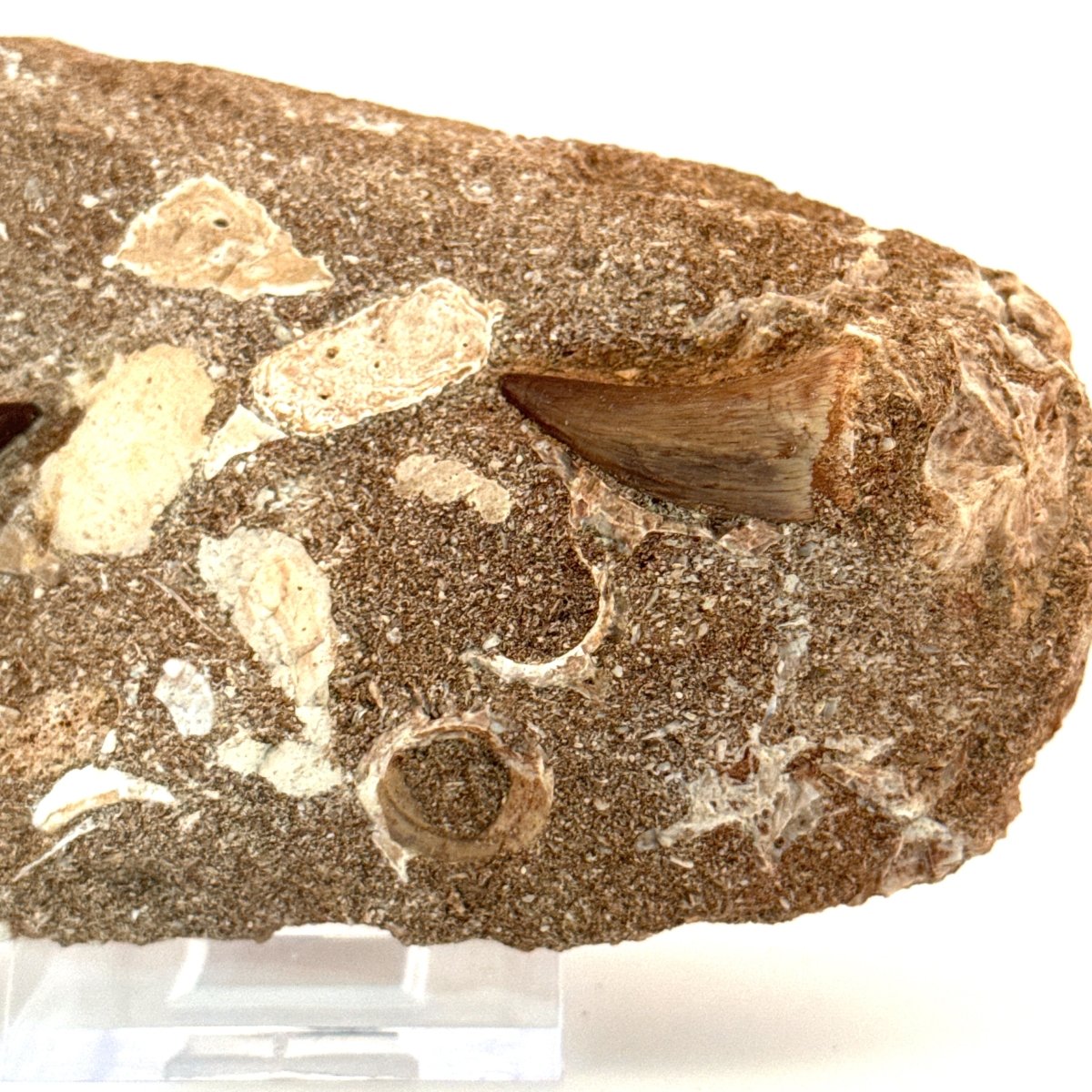 Two Mosasaur Teeth on Matrix – Morocco, Late Cretaceous - FossilsAndMore