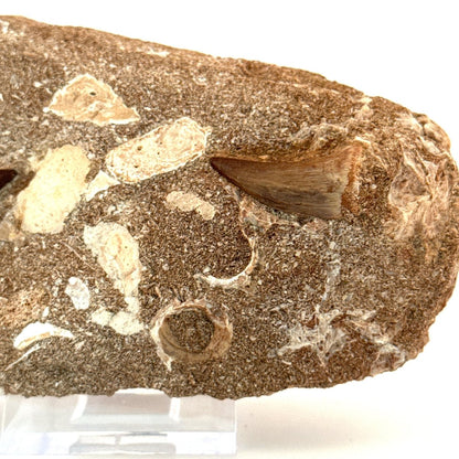 Two Mosasaur Teeth on Matrix – Morocco, Late Cretaceous - FossilsAndMore