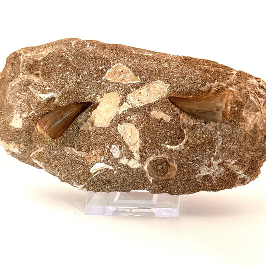 Two Mosasaur Teeth on Matrix – Morocco, Late Cretaceous - FossilsAndMore