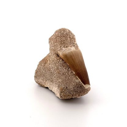 Two Mosasaur Teeth on Matrix – Morocco, Late Cretaceous - FossilsAndMore