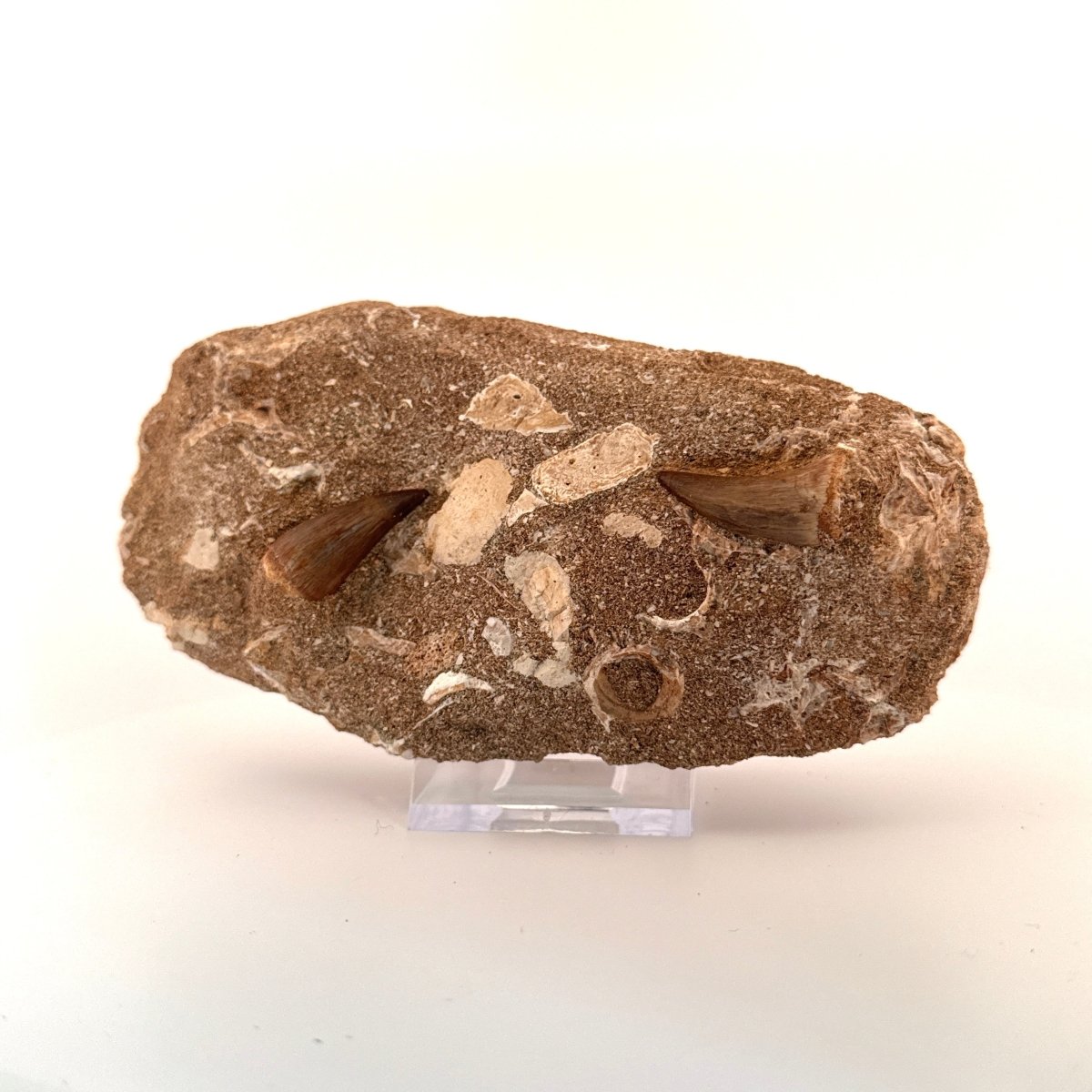 Two Mosasaur Teeth on Matrix – Morocco, Late Cretaceous - FossilsAndMore