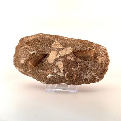 Two Mosasaur Teeth on Matrix – Morocco, Late Cretaceous - FossilsAndMore