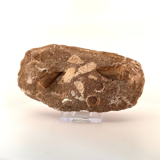 Two Mosasaur Teeth on Matrix – Morocco, Late Cretaceous - FossilsAndMore