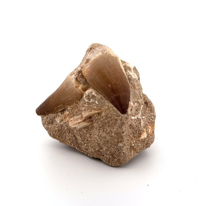 Two Mosasaur Teeth on Matrix – Morocco, Late Cretaceous - FossilsAndMore
