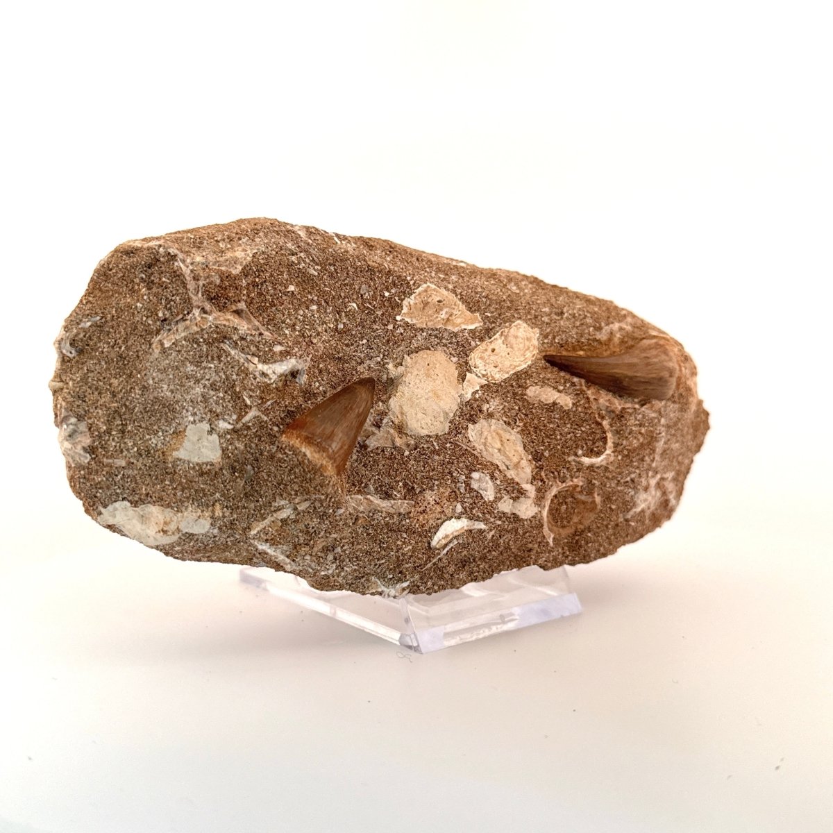 Two Mosasaur Teeth on Matrix – Morocco, Late Cretaceous - FossilsAndMore