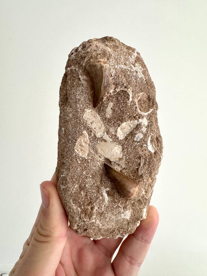 Two Mosasaur Teeth on Matrix – Morocco, Late Cretaceous - FossilsAndMore