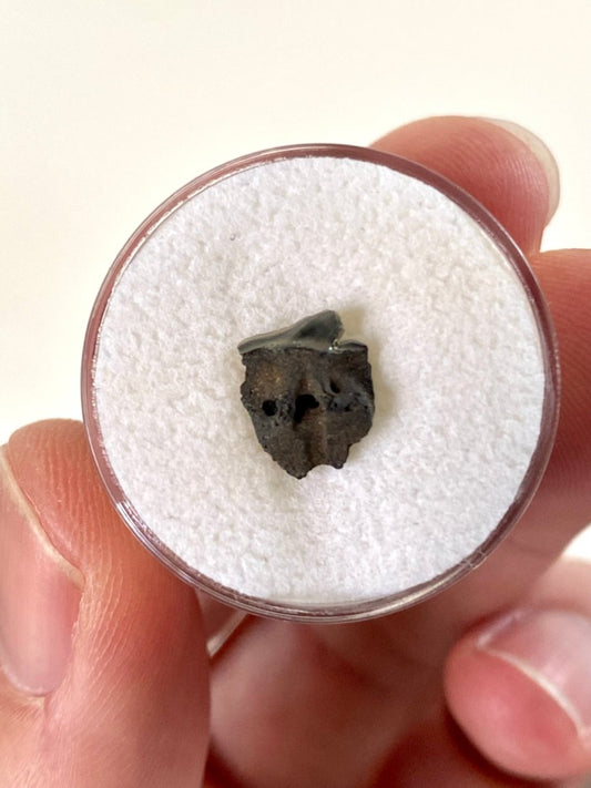 Belgian Shark Teeth; Fossil Miocene Teeth from Antwerp - FossilsAndMore.com