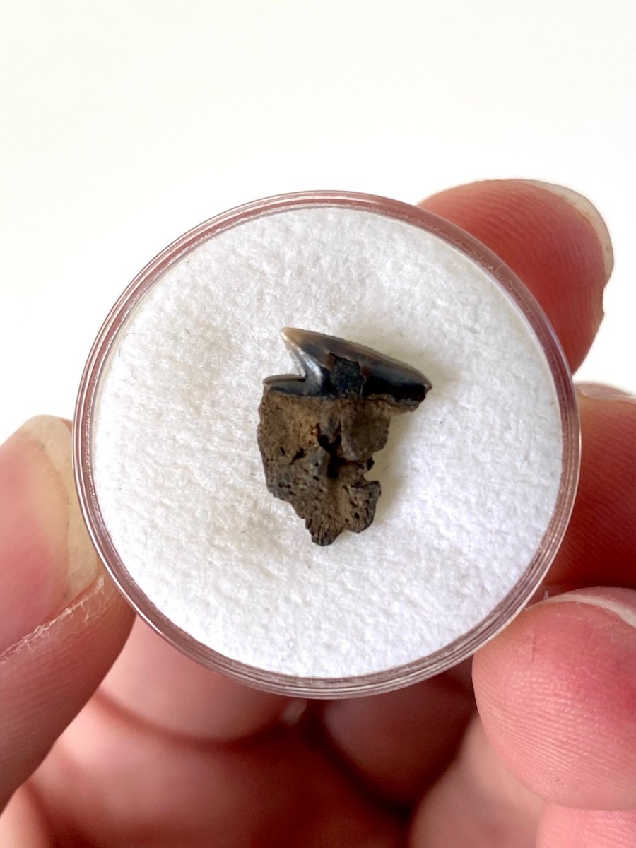 Very rare Somniosus Microcephalus (Greenland) shark tooth fossil from Belgium, real fossil - FossilsAndMore