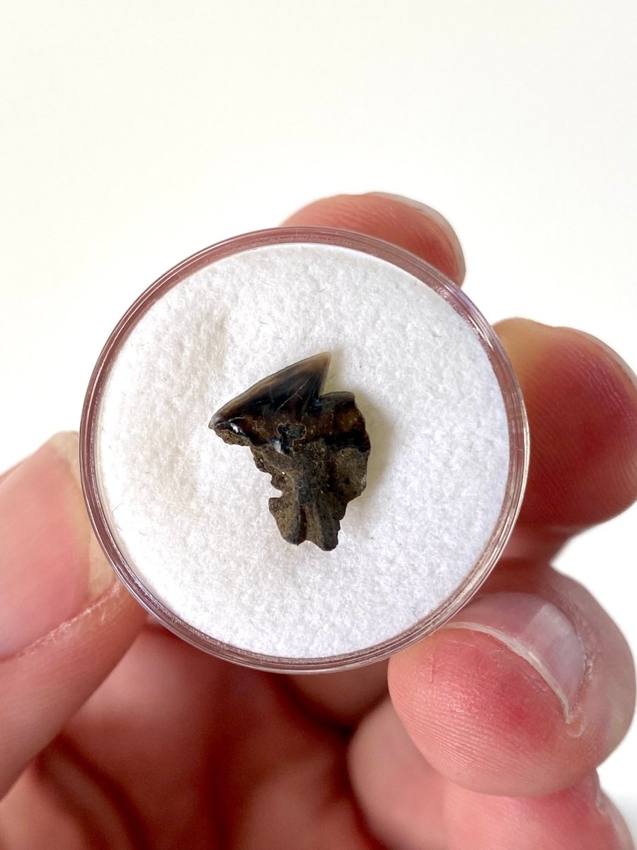 Very rare Somniosus Microcephalus (Greenland) shark tooth fossil from Belgium, real fossil - FossilsAndMore