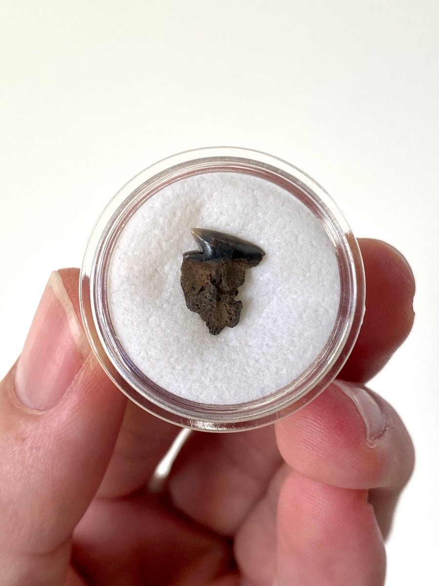 Very rare Somniosus Microcephalus (Greenland) shark tooth fossil from Belgium, real fossil - FossilsAndMore