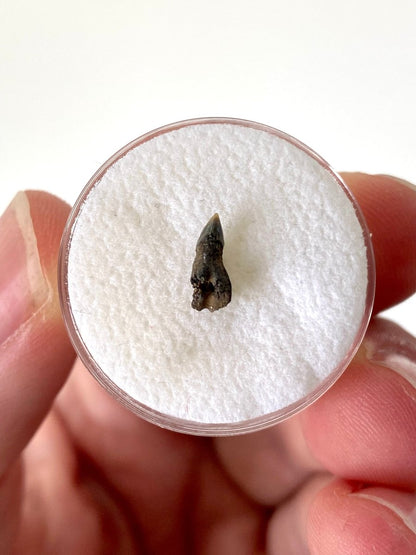 Very rare Upper Somniosus Microcephalus (Greenland) shark tooth fossil from Belgium - FossilsAndMore