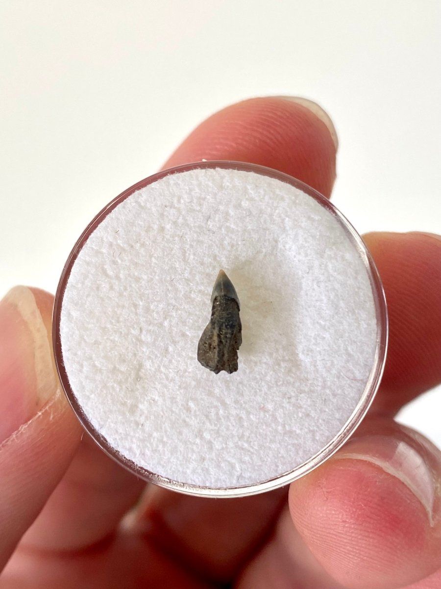 Very rare Upper Somniosus Microcephalus (Greenland) shark tooth fossil from Belgium - FossilsAndMore