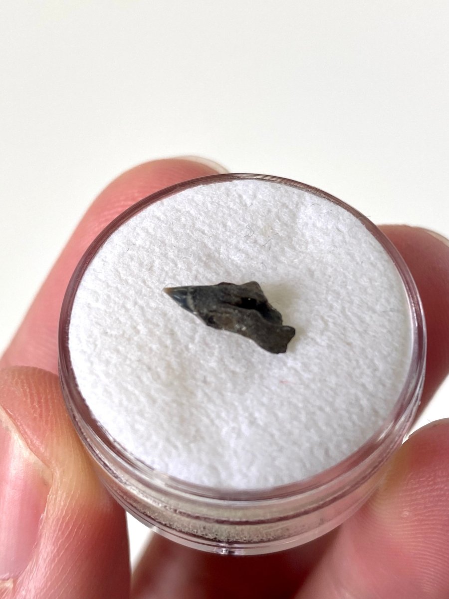 Very rare Upper Somniosus Microcephalus (Greenland) shark tooth fossil from Belgium - FossilsAndMore