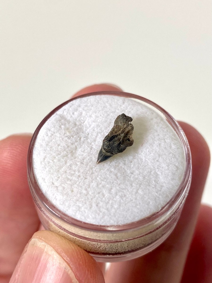 Very rare Upper Somniosus Microcephalus (Greenland) shark tooth fossil from Belgium - FossilsAndMore