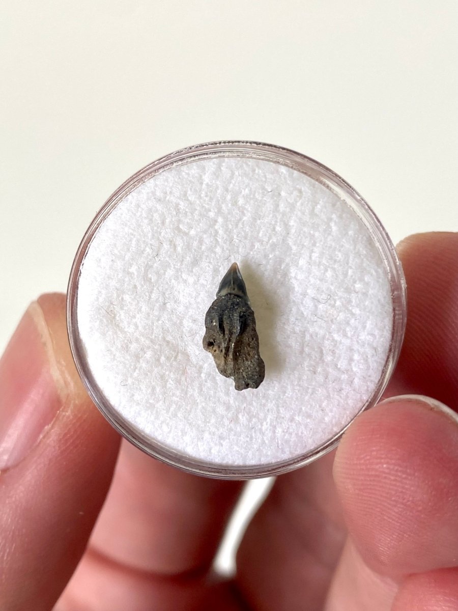 Very rare Upper Somniosus Microcephalus (Greenland) shark tooth fossil from Belgium - FossilsAndMore