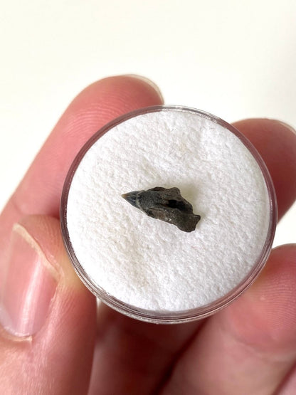 Very rare Upper Somniosus Microcephalus (Greenland) shark tooth fossil from Belgium - FossilsAndMore