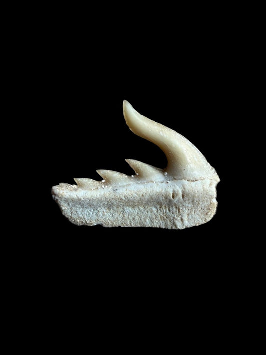 Weltonia ancistrodon Shark Tooth Fossil from Morocco (O002) - FossilsAndMore