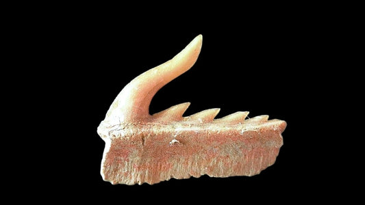 Weltonia ancistrodon shark tooth fossil from Paleocene, Morocco (A001) - FossilsAndMore