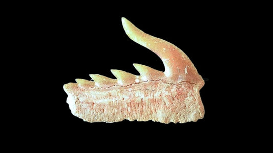 Weltonia ancistrodon shark tooth fossil from Paleocene, Morocco (A001) - FossilsAndMore