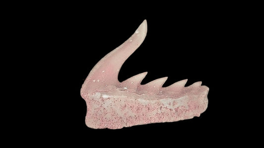 Weltonia ancistrodon shark tooth fossil from Paleocene, Morocco (A002) - FossilsAndMore