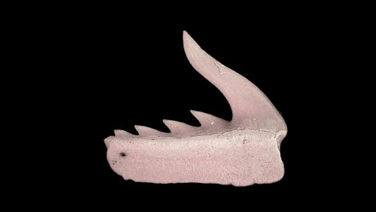Weltonia ancistrodon shark tooth fossil from Paleocene, Morocco (A002) - FossilsAndMore
