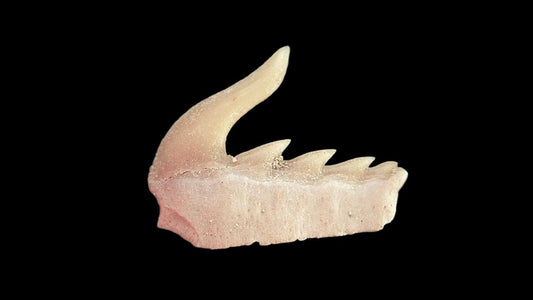 Weltonia ancistrodon shark tooth fossil from Paleocene, Morocco (A003) - FossilsAndMore