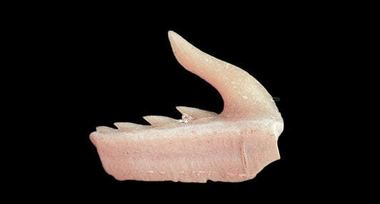 Weltonia ancistrodon shark tooth fossil from Paleocene, Morocco (A003) - FossilsAndMore