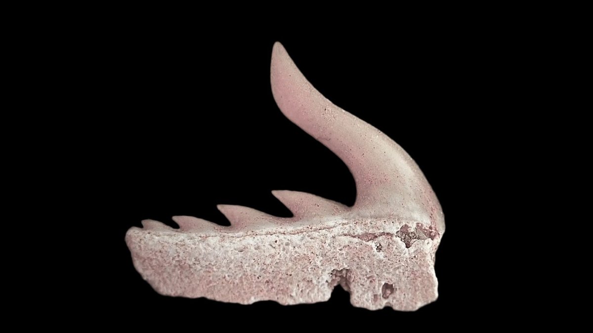 Weltonia ancistrodon shark tooth fossil from Paleocene, Morocco (A004) - FossilsAndMore