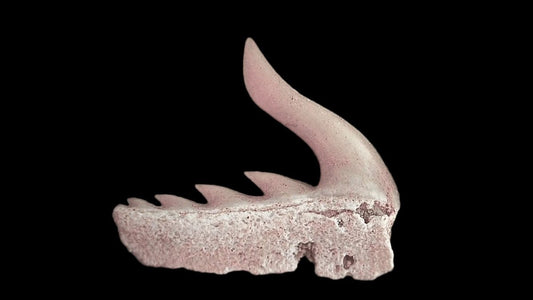 Weltonia ancistrodon shark tooth fossil from Paleocene, Morocco (A004) - FossilsAndMore