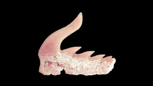 Weltonia ancistrodon shark tooth fossil from Paleocene, Morocco (A004) - FossilsAndMore