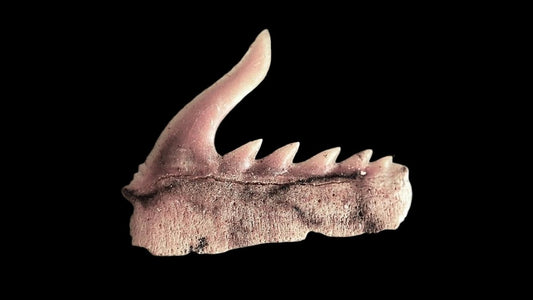 Weltonia ancistrodon shark tooth fossil from Paleocene, Morocco (A005) - FossilsAndMore