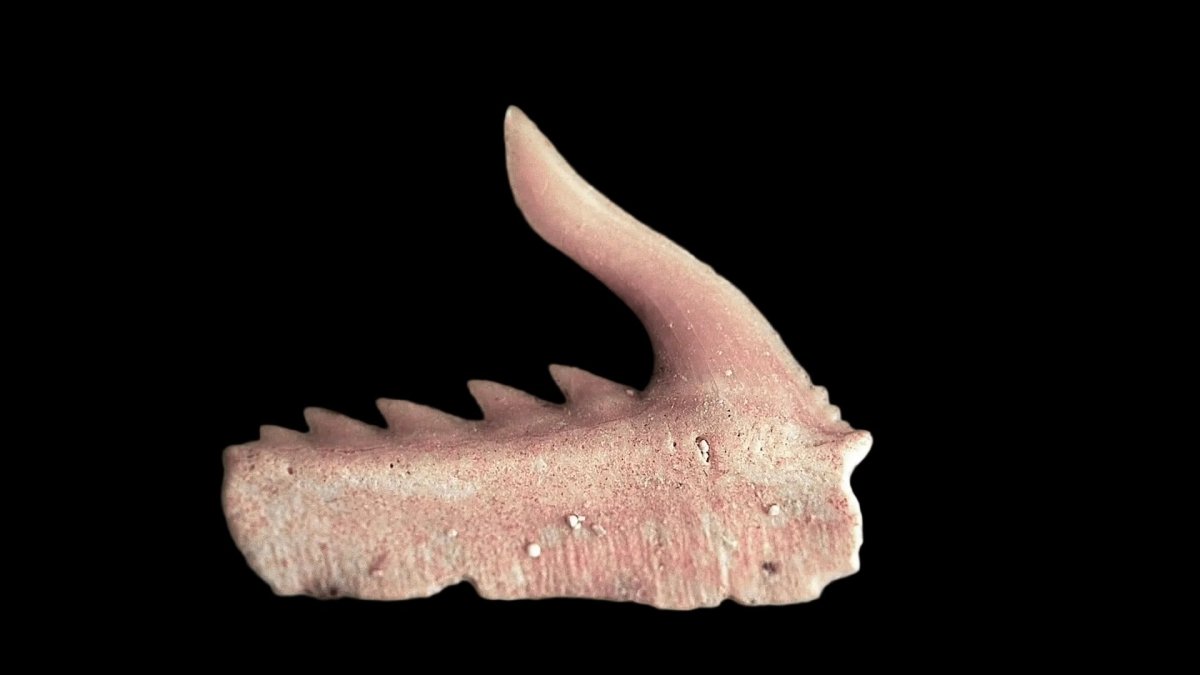 Weltonia ancistrodon shark tooth fossil from Paleocene, Morocco (A005) - FossilsAndMore