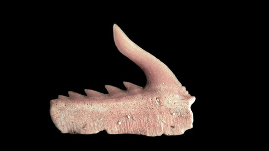 Weltonia ancistrodon shark tooth fossil from Paleocene, Morocco (A005) - FossilsAndMore
