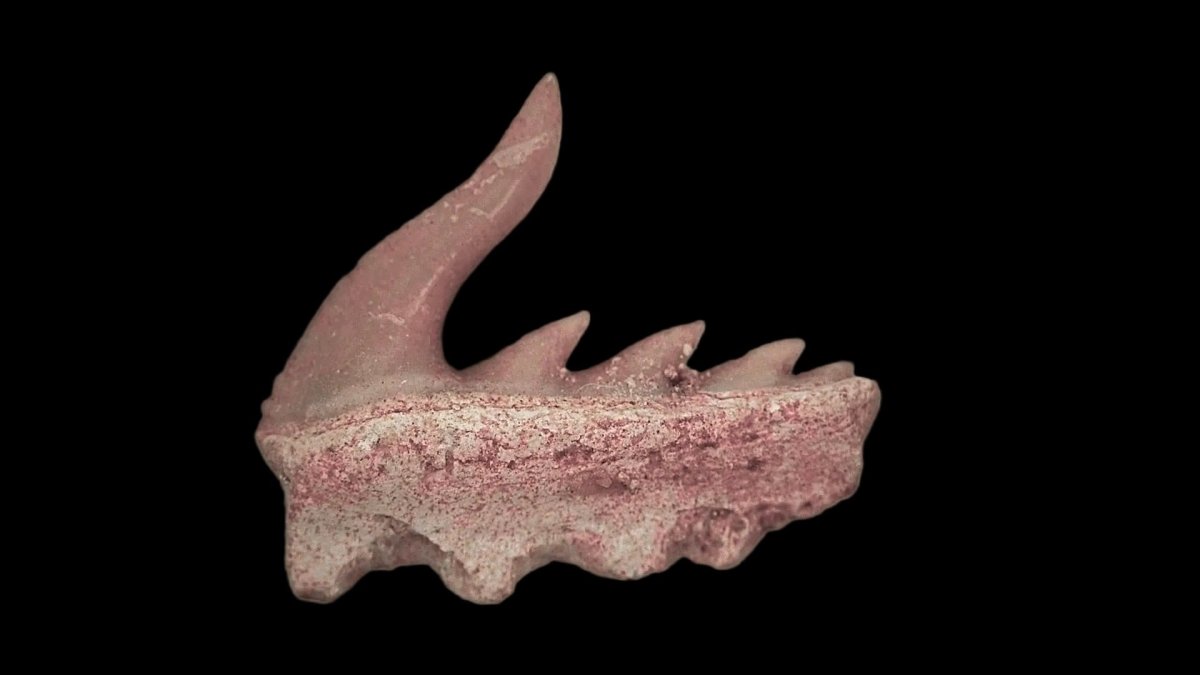 Weltonia ancistrodon shark tooth fossil from Paleocene, Morocco (A006) - FossilsAndMore