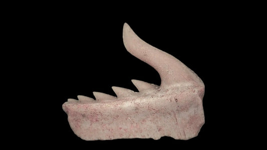 Weltonia ancistrodon shark tooth fossil from Paleocene, Morocco (A007) - FossilsAndMore