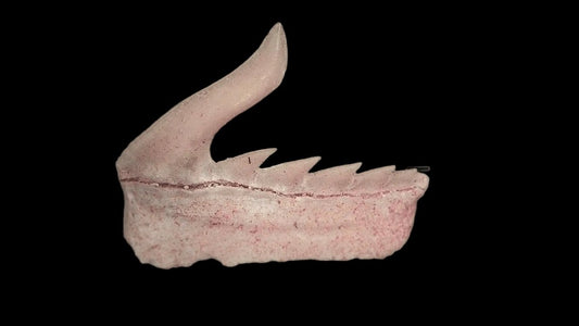 Weltonia ancistrodon shark tooth fossil from Paleocene, Morocco (A007) - FossilsAndMore